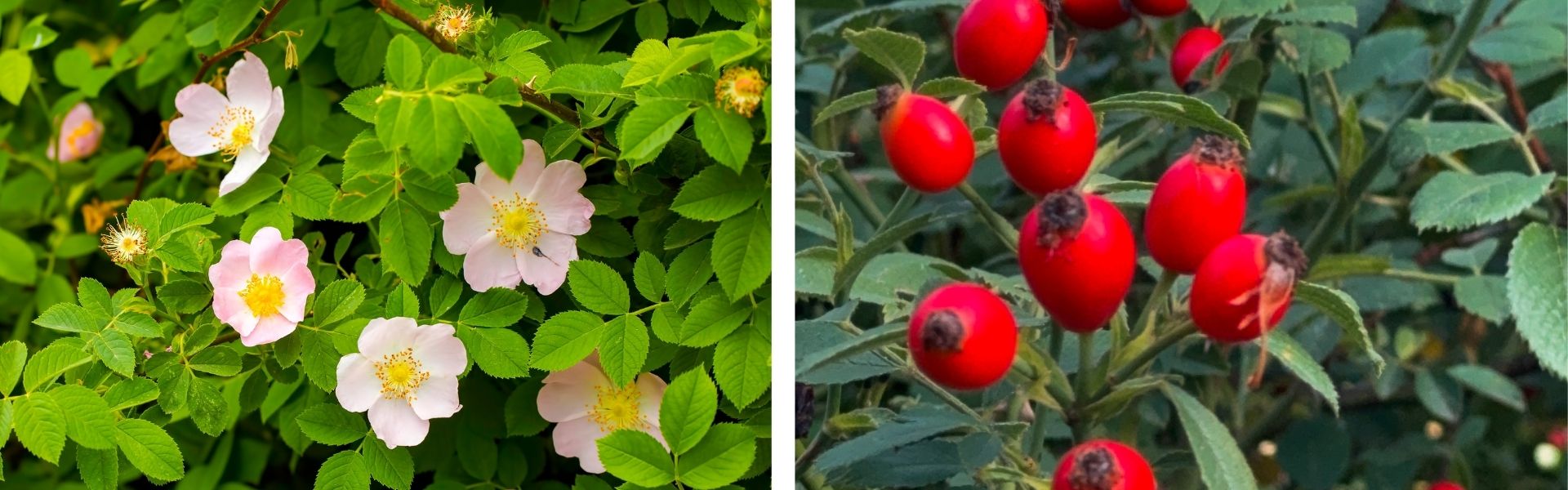 Zápisník DK Dědka kořenáře_Blog Rosa canina_ šípek